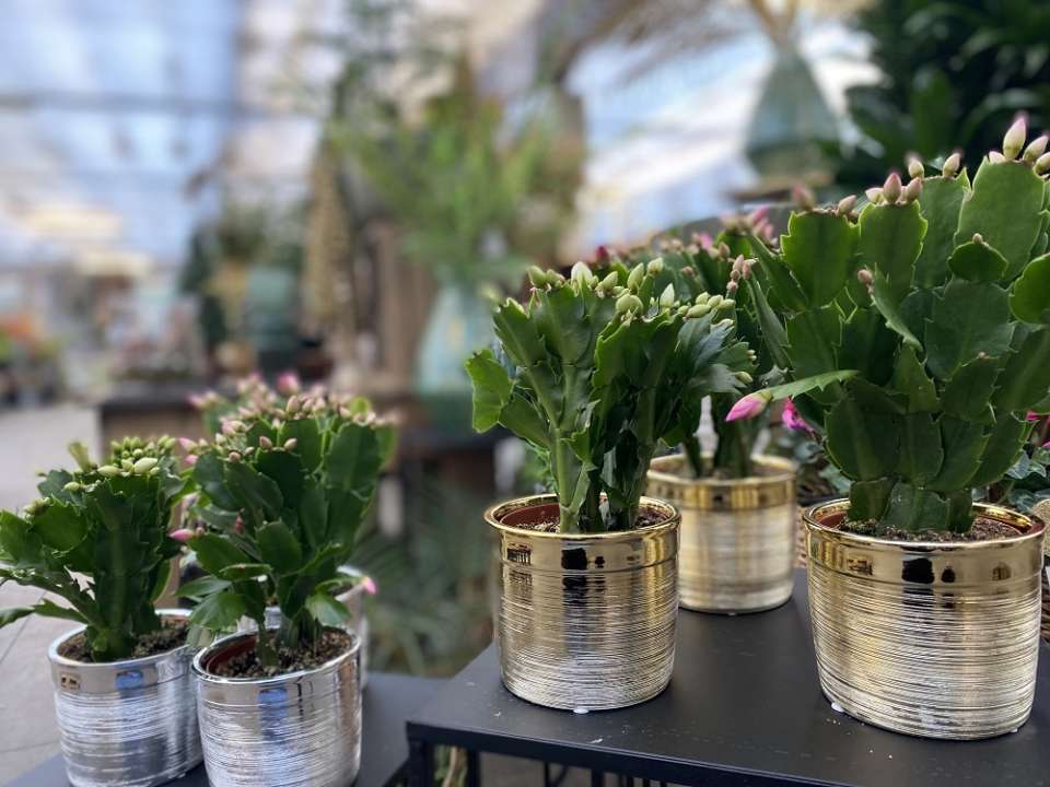 Aanbiedingen Hendriks Plantencentrum in Kessel