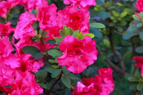 Advies en tips azalea en rhododendrons