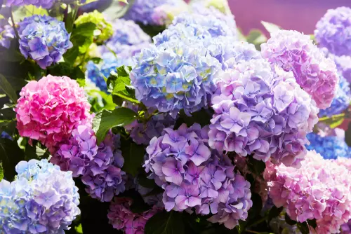 Advies en tips hortensia's