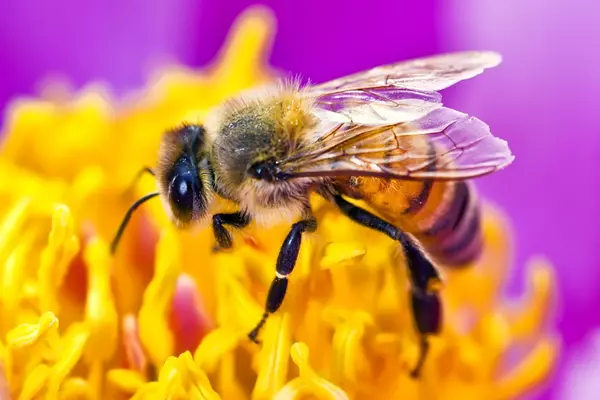 Maak van je tuin een bijenbuffet