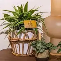 Eden Plant Collection