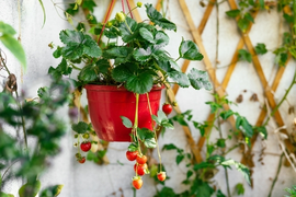 Fruitbomen en -planten