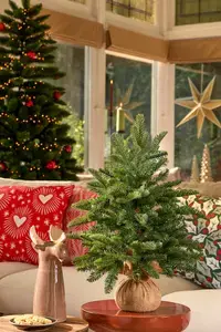 Abies nordmann burlap