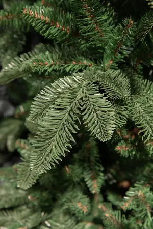 Abies nordmann burlap - afbeelding 1