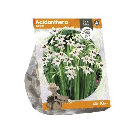 Acidanthera Bicolor