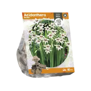 Acidanthera Bicolor