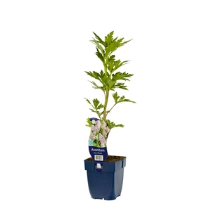 Aconitum carm. 'Cloudy'