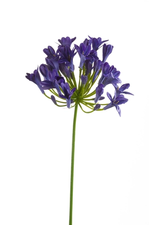 Agapanthus spray 75cm