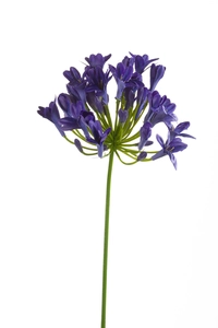Agapanthus spray 75cm
