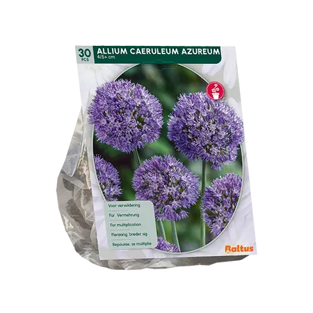 Allium Caeruleum Azureum per 30