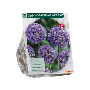 Allium Caeruleum Azureum per 30