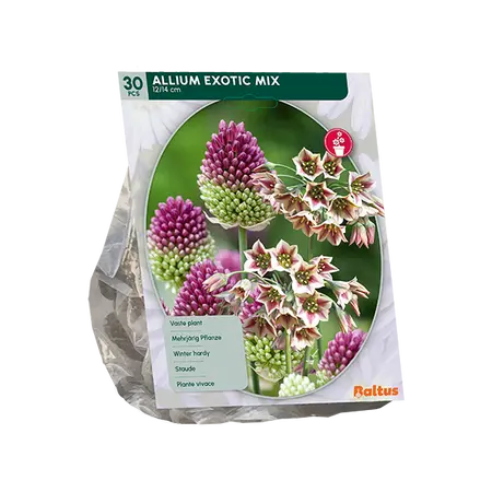 Allium Exotic Mix per 30