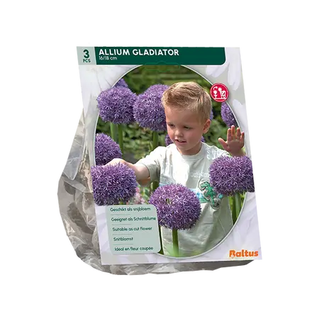 Allium Gladiator His Excellence per 3