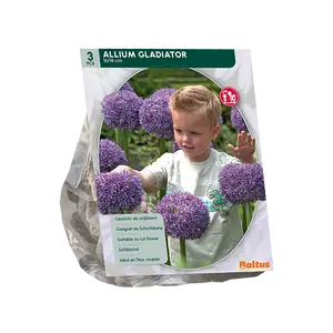 Allium Gladiator His Excellence per 3