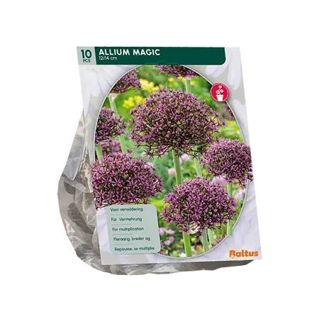 Allium Magic per 10