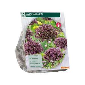 Allium Magic per 10