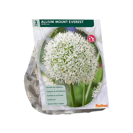 Allium Mount Everest per 3