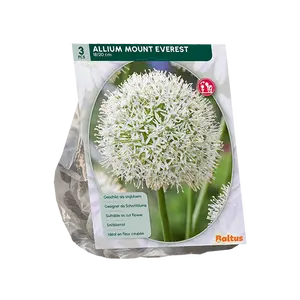 Allium Mount Everest per 3