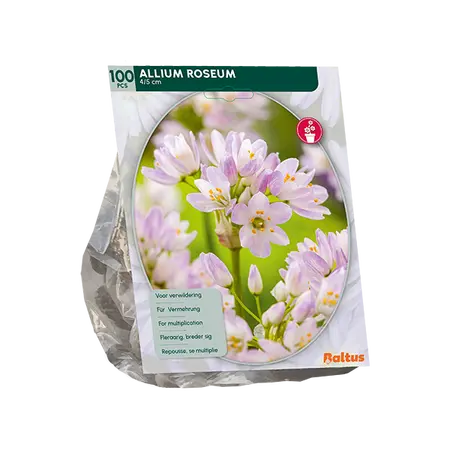 Allium Roseum per 100