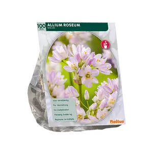 Allium Roseum per 100