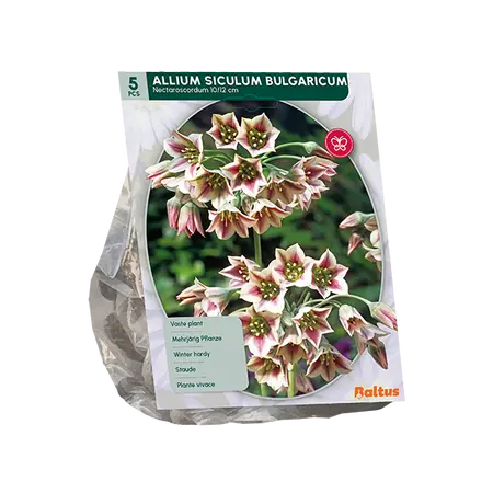 Allium Siculum Bulgaricum per 5