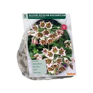 Allium Siculum Bulgaricum per 5