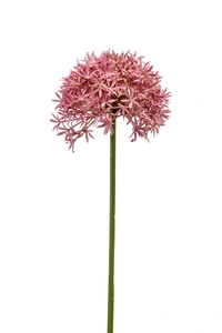 Allium spray 62cm