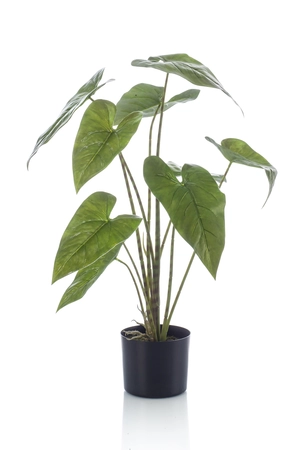 Alocasia zebrina plant 75cm