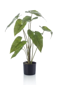 Alocasia zebrina plant 75cm