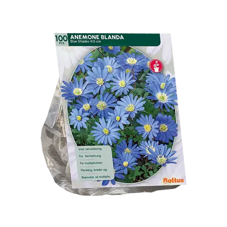 Anemone Blanda, Blauw per 100