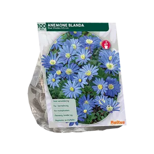 Anemone Blanda, Blauw per 100