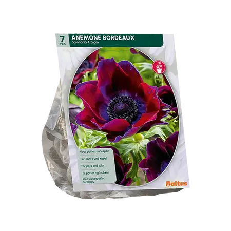 Anemone coronaria Bordeaux per 7
