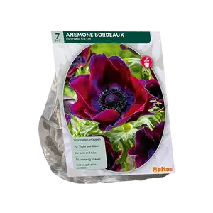 Anemone coronaria Bordeaux per 7