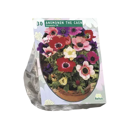 Anemone de Caen, Mix