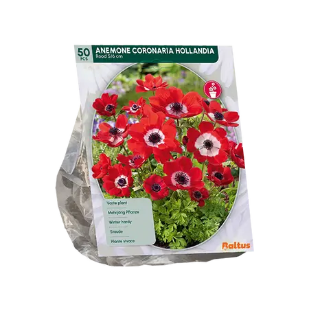 Anemone Hollandia per 50