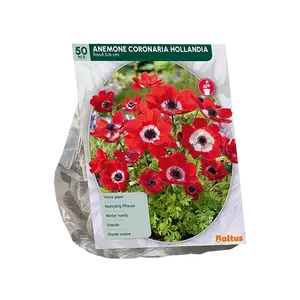Anemone Hollandia per 50