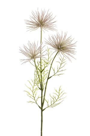 Anemone seed spray x3 purple  65cm