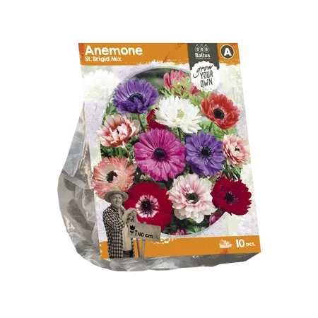 Anemone St. Brigid Mix