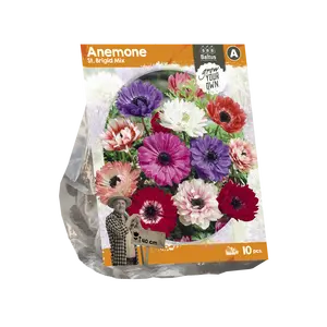 Anemone St. Brigid Mix