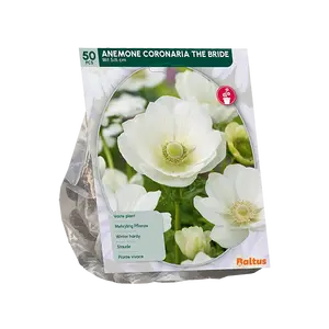 Anemone The Bride per 50