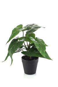 Anthurium in pot 28cm