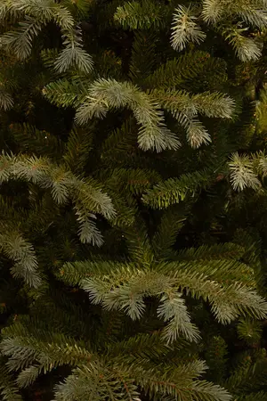 Ardley kerstboom slim - afbeelding 1