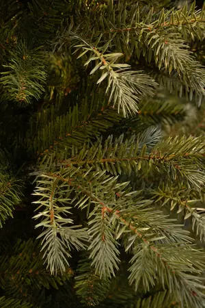 Ardley kerstboom slim - afbeelding 2