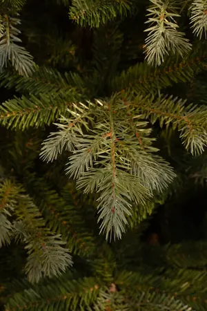 Ardley kerstboom slim - afbeelding 3