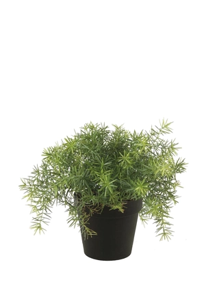 Asparagus bush 28cm in black pot