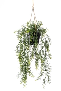 Asparagus hanging in pot 65cm