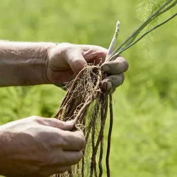 Asperge plant - bundel van 5 - afbeelding 1