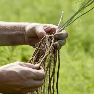 Asperge plant - bundel van 5 - afbeelding 1