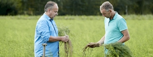 Asperge plant - bundel van 5 - afbeelding 4