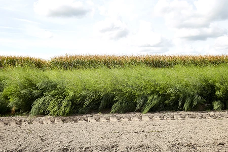 Asperge plant - bundel van 5 - afbeelding 3